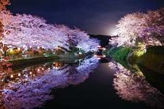 鹿野夜桜